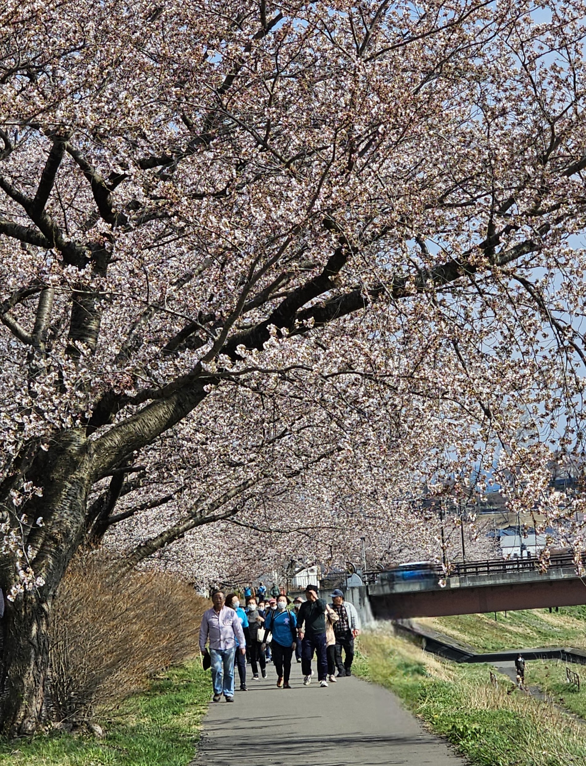 新井田川沿いの2kmコース